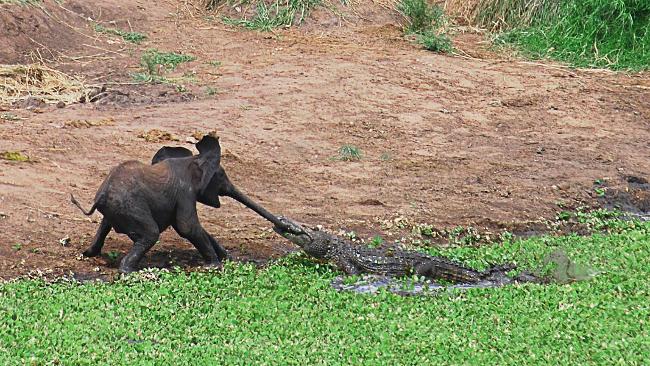 elephant-grabbed-by-crocodile.jpg